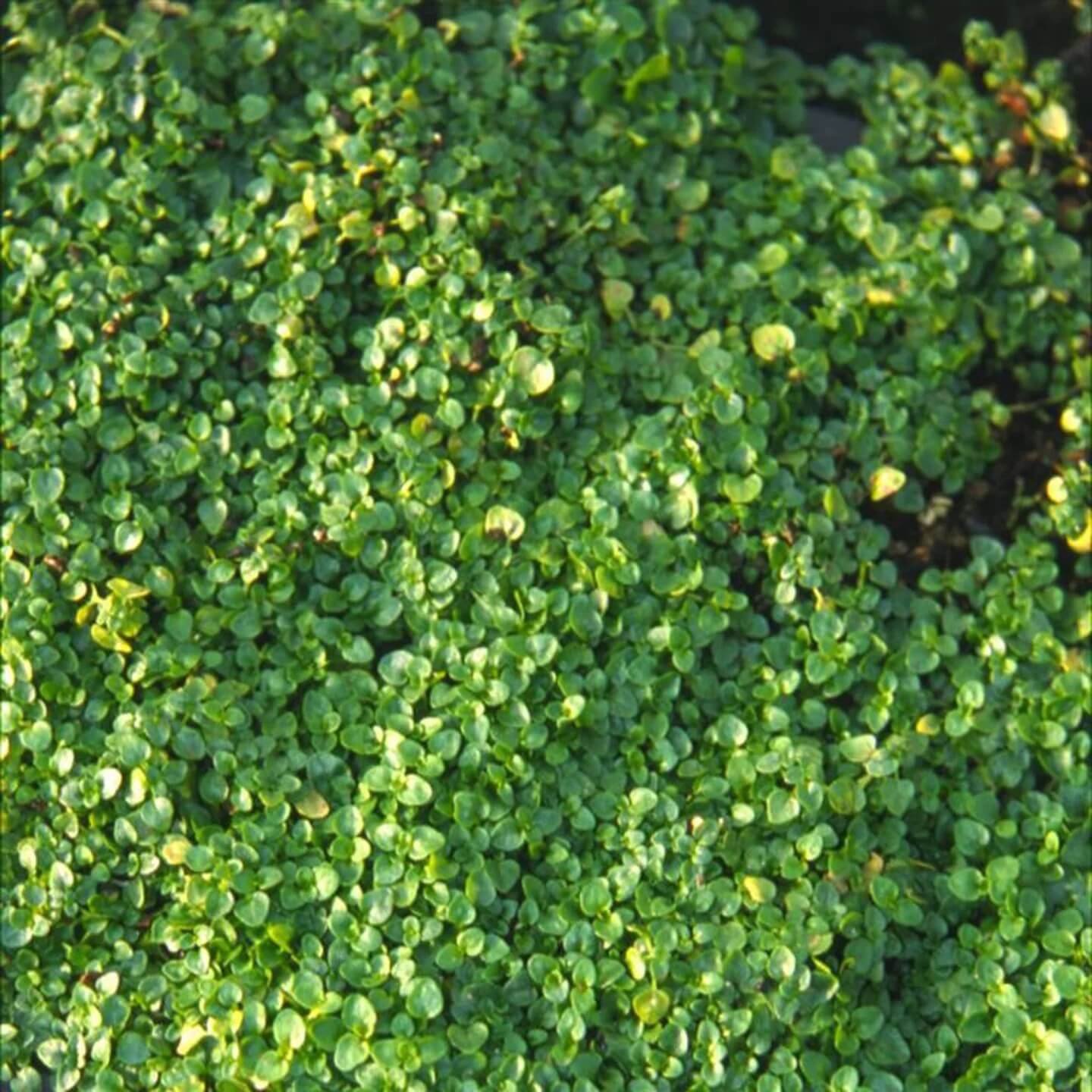 Creeping Mint Seeds