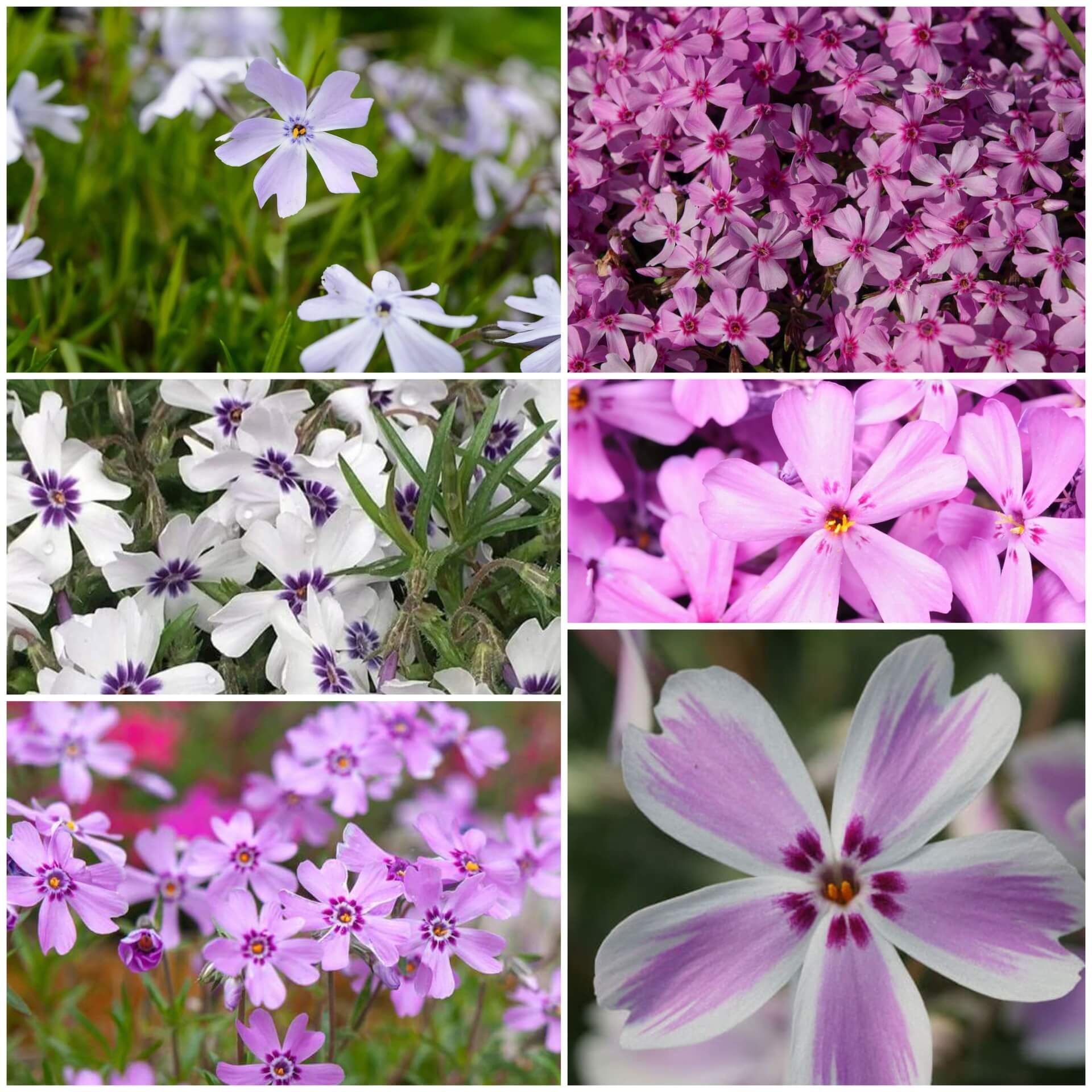 Creeping Phlox Seeds - All In One For Home Gardens