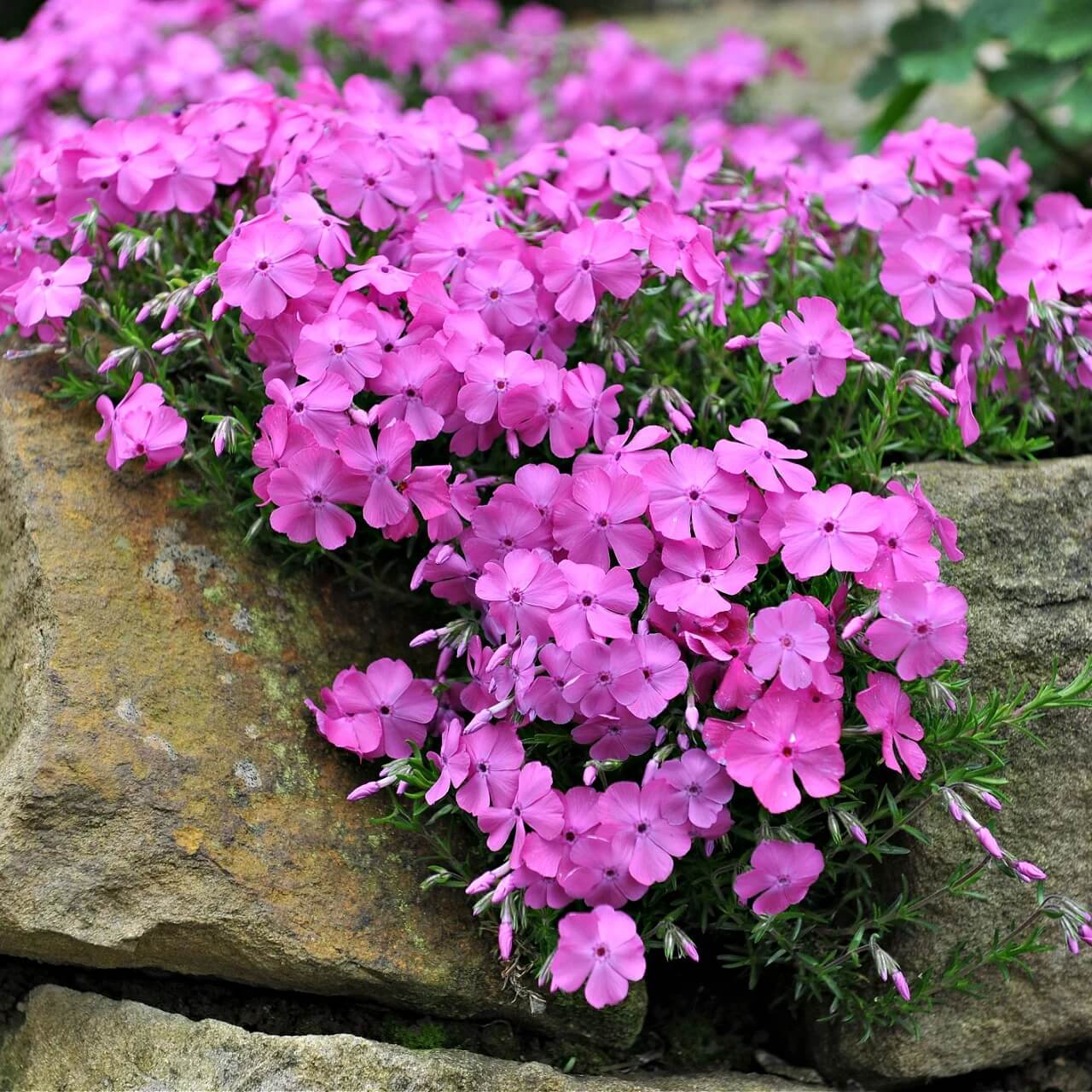 Creeping Phlox Seeds - Flower Plant
