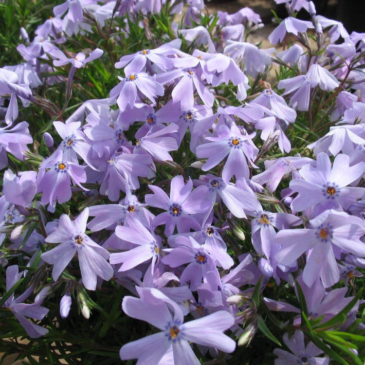 Creeping Phlox Seeds - Flower Plant