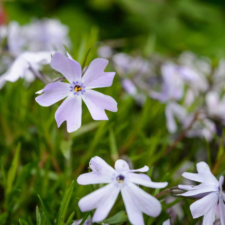 Creeping Phlox Seeds - Flower Plant