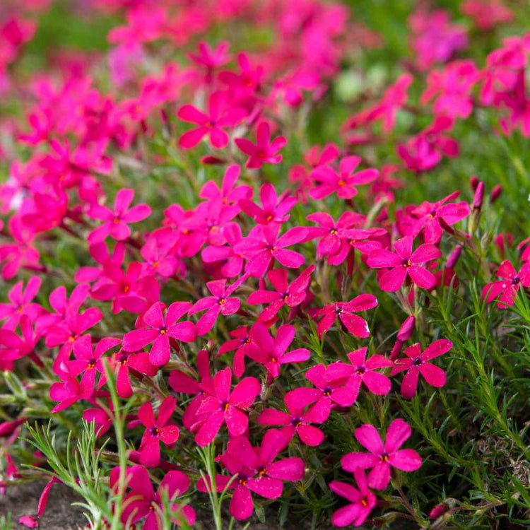 Creeping Phlox Seeds - Flower Plant