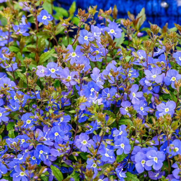 Creeping Speedwell Seeds – Ground Cover Perennial
