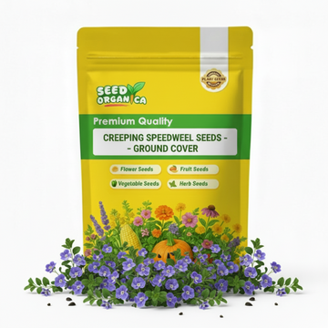 Creeping Speedwell Seeds – Ground Cover