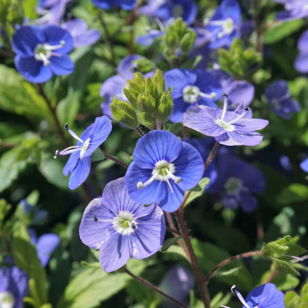 Creeping Speedwell Seeds – Ground Cover Perennial
