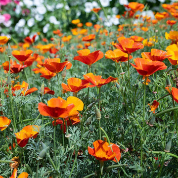 Creeping Thyme Seeds – Orange
