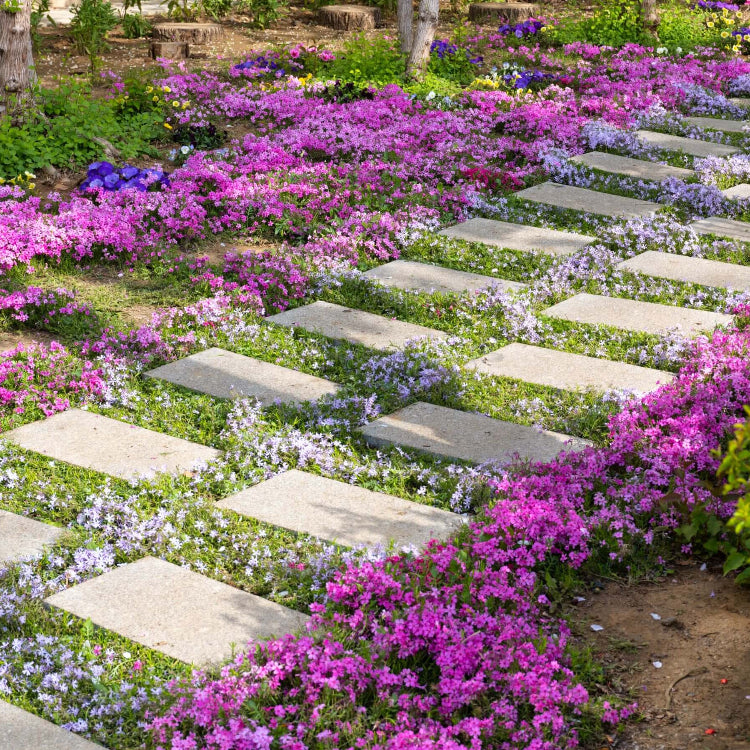 Creeping Thyme Seeds - All In One For Home Gardens
