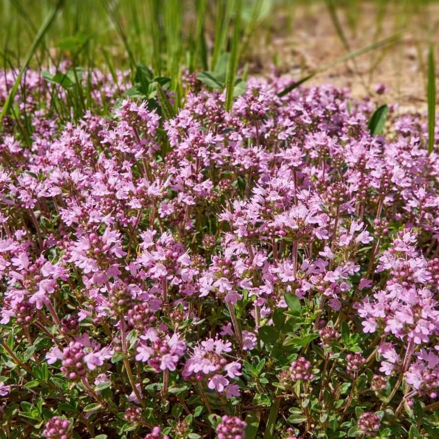 Creeping Thyme Seeds - All In One For Home Gardens