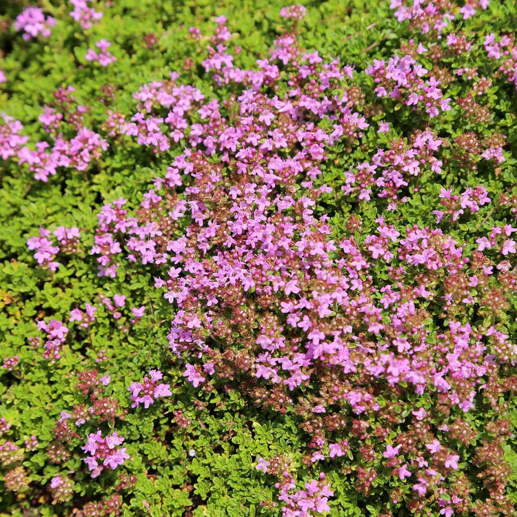 Creeping Thyme Seeds - All In One For Home Gardens