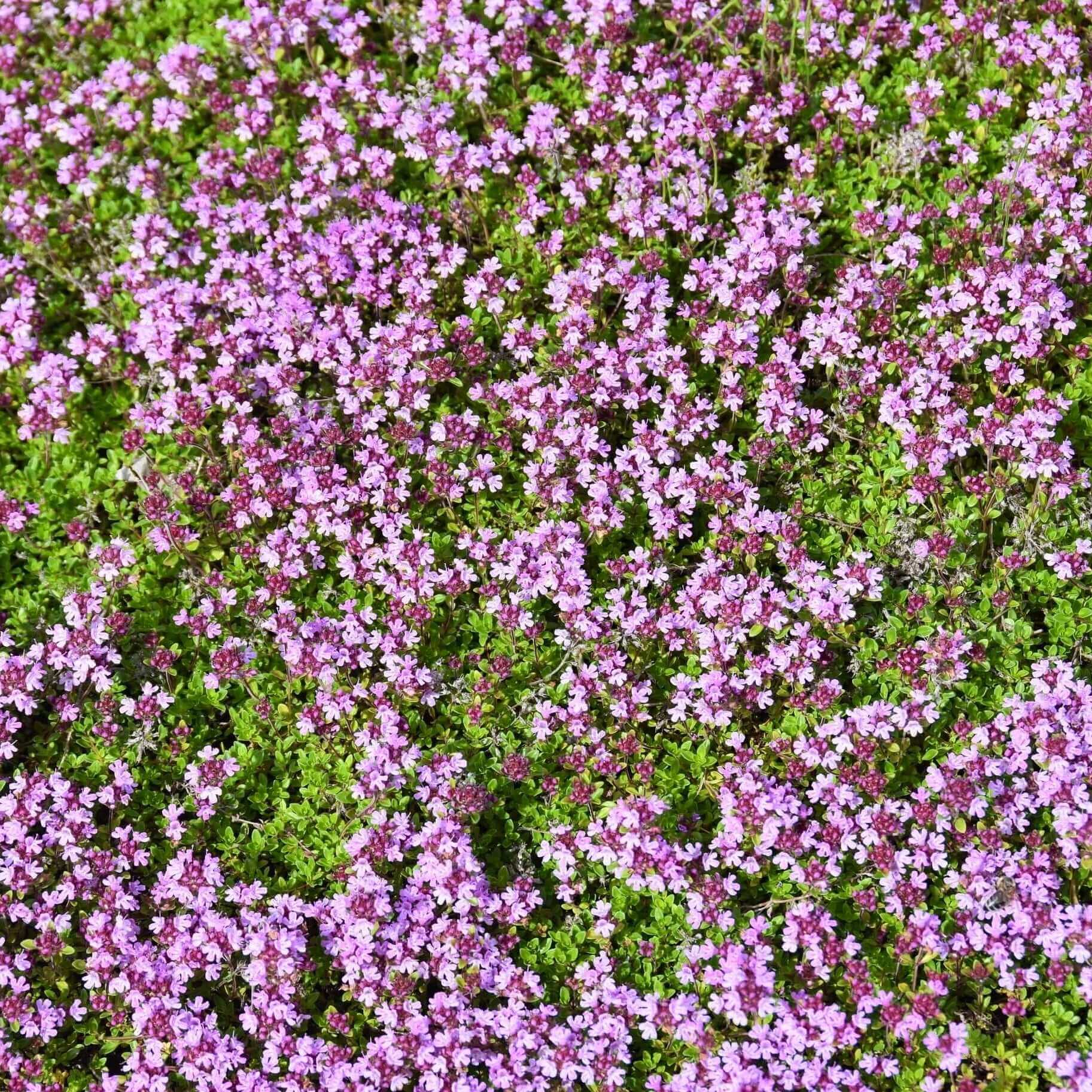 Creeping Thyme Seeds - All In One For Home Gardens