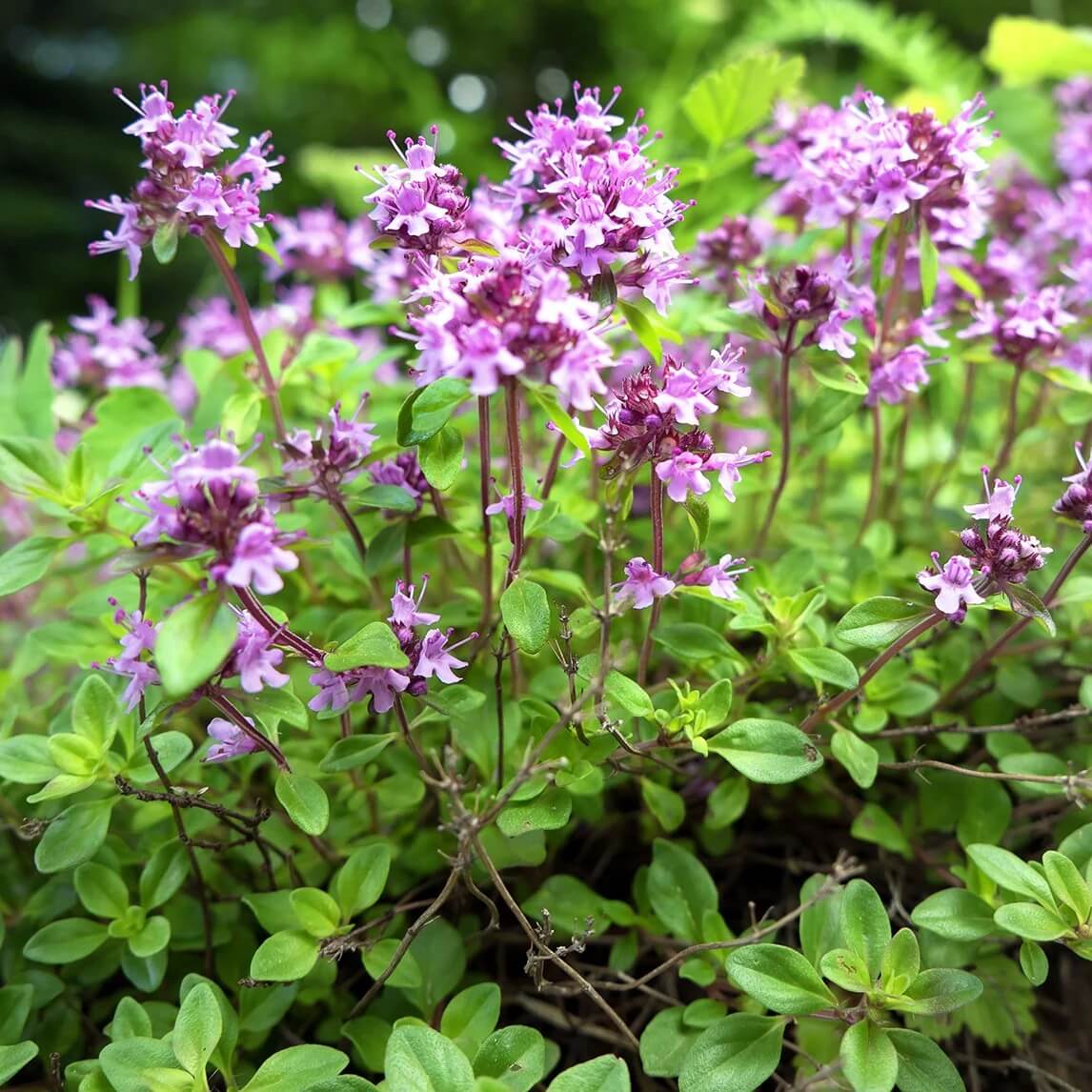 Creeping Thyme Seeds - All In One For Home Gardens