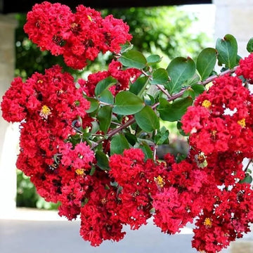 Crepe Myrtle Seeds - Red
