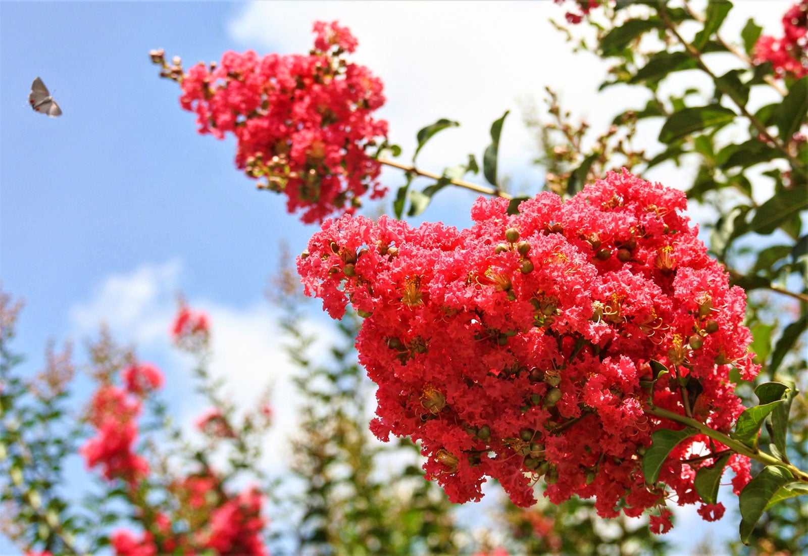 Crepe Myrtle Seeds - Red
