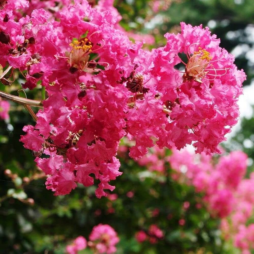 Crepe Myrtle Seeds – Ornamental
