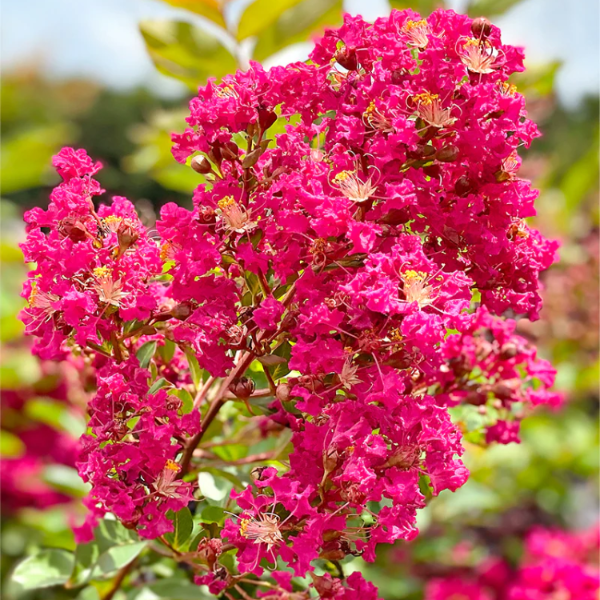 Crepe Myrtle Seeds – Ornamental
