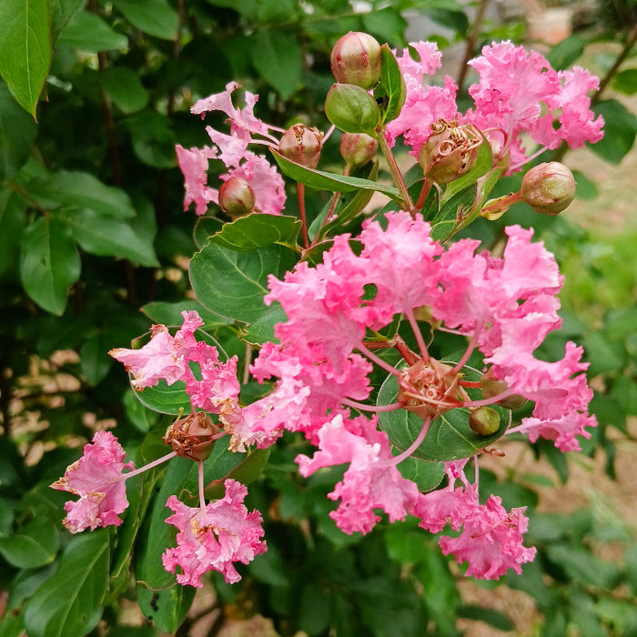 Crepe Myrtle Seeds – Pink
