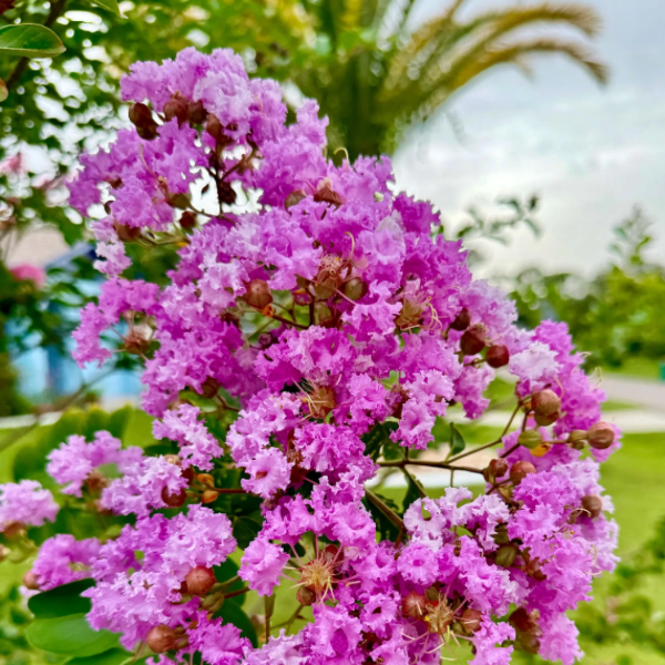 Crepe Myrtle Seeds – Purple
