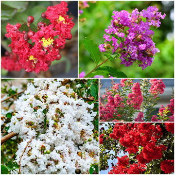 Crepe Myrtle Seeds - All In One For Home Gardens