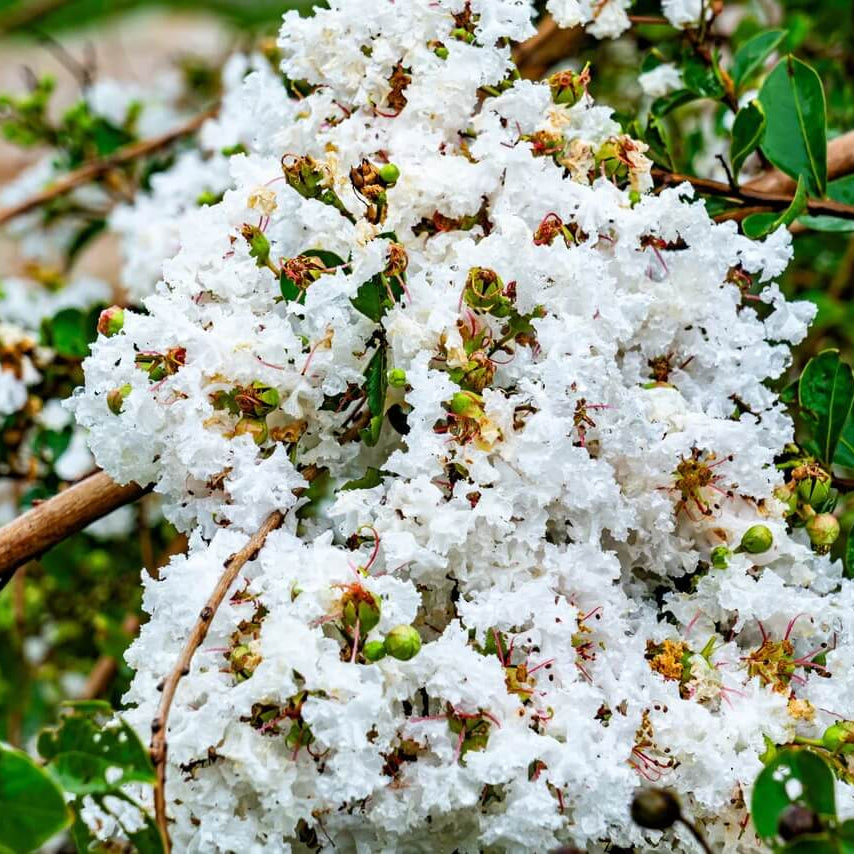Crepe Myrtle Seeds - All In One For Home Gardens