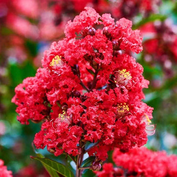 Crepe Myrtle Seeds - Flower Plant