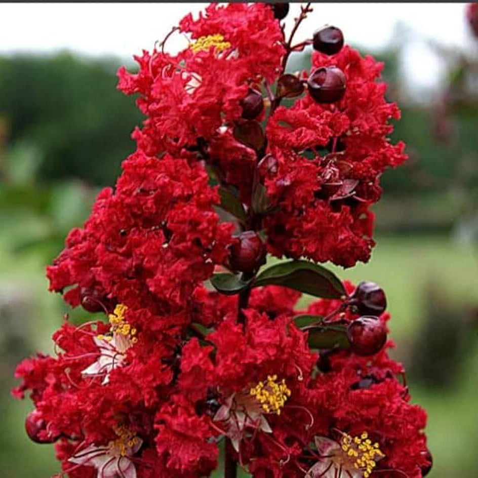 Crepe Myrtle Seeds - Flower Plant