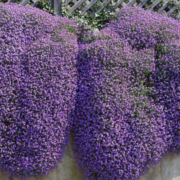 Cress Seeds – Purple
