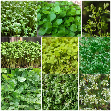 Cress Seeds - All In One For Home Gardens