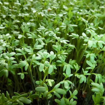 Cress Seeds - All In One For Home Gardens