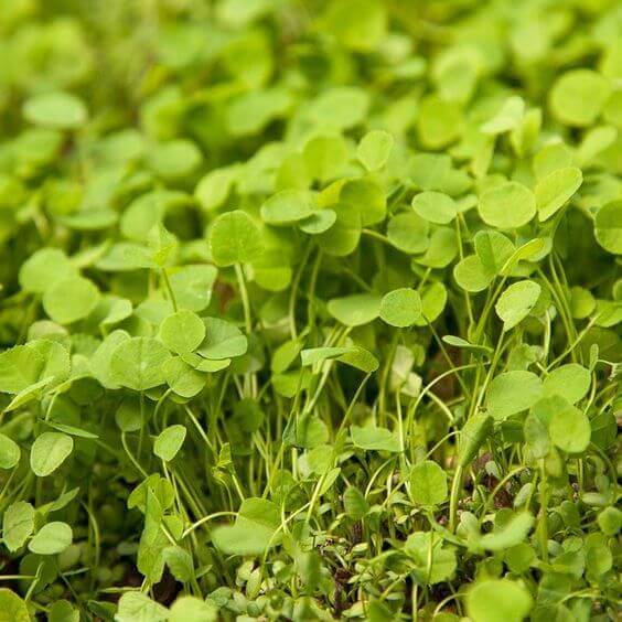 Cress Seeds - All In One For Home Gardens
