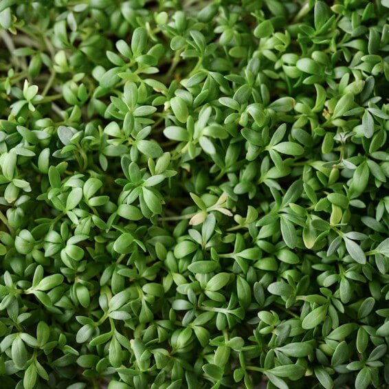 Cress Seeds - All In One For Home Gardens