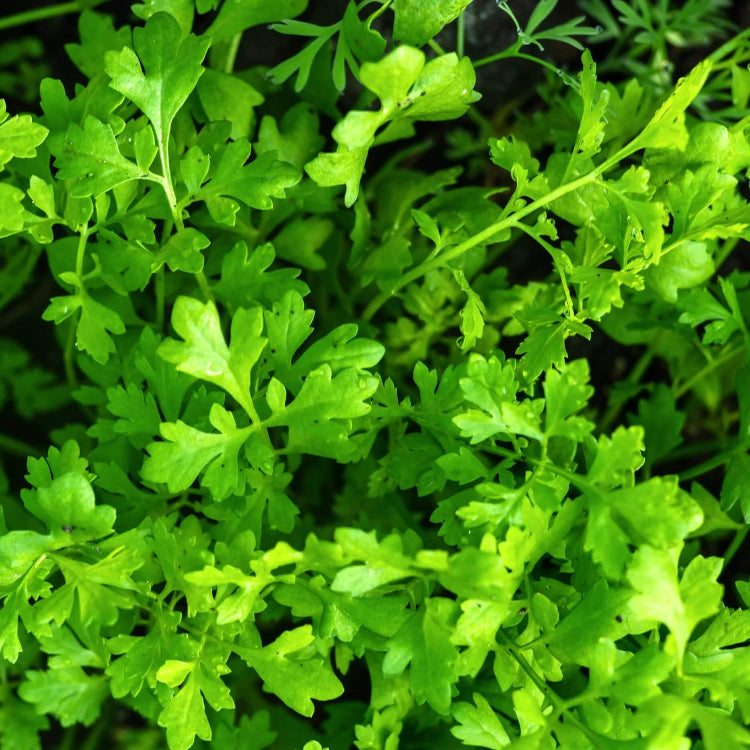 Cress Seeds - All In One For Home Gardens