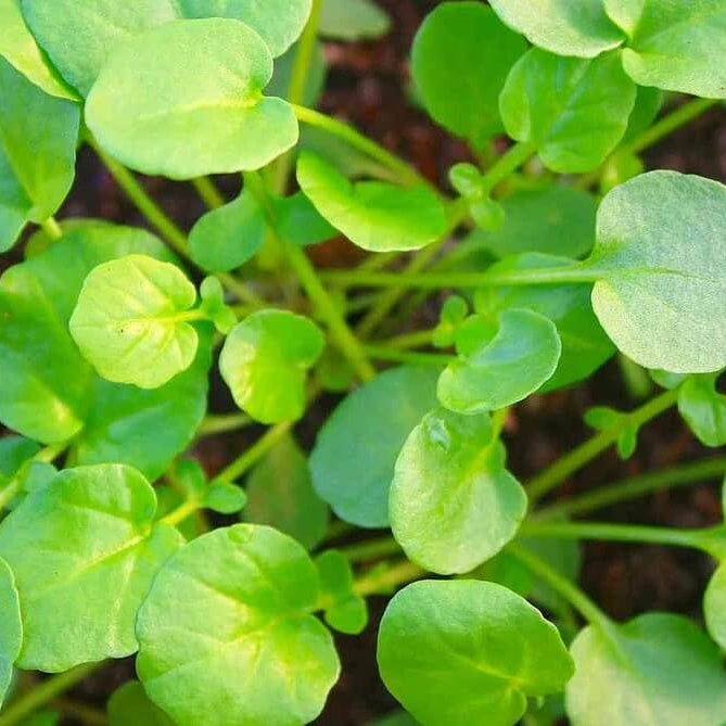 Cress Seeds - All In One For Home Gardens