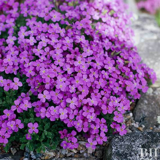 Cress Seeds – Flowering Compact