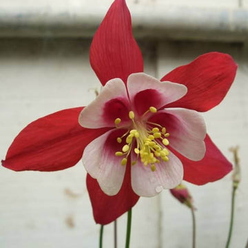 Crimson Star McKana’s Giant Columbine Seeds - Flower Plant