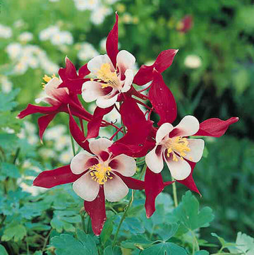 Crimson Star McKana’s Giant Columbine Seeds - Flower Plant