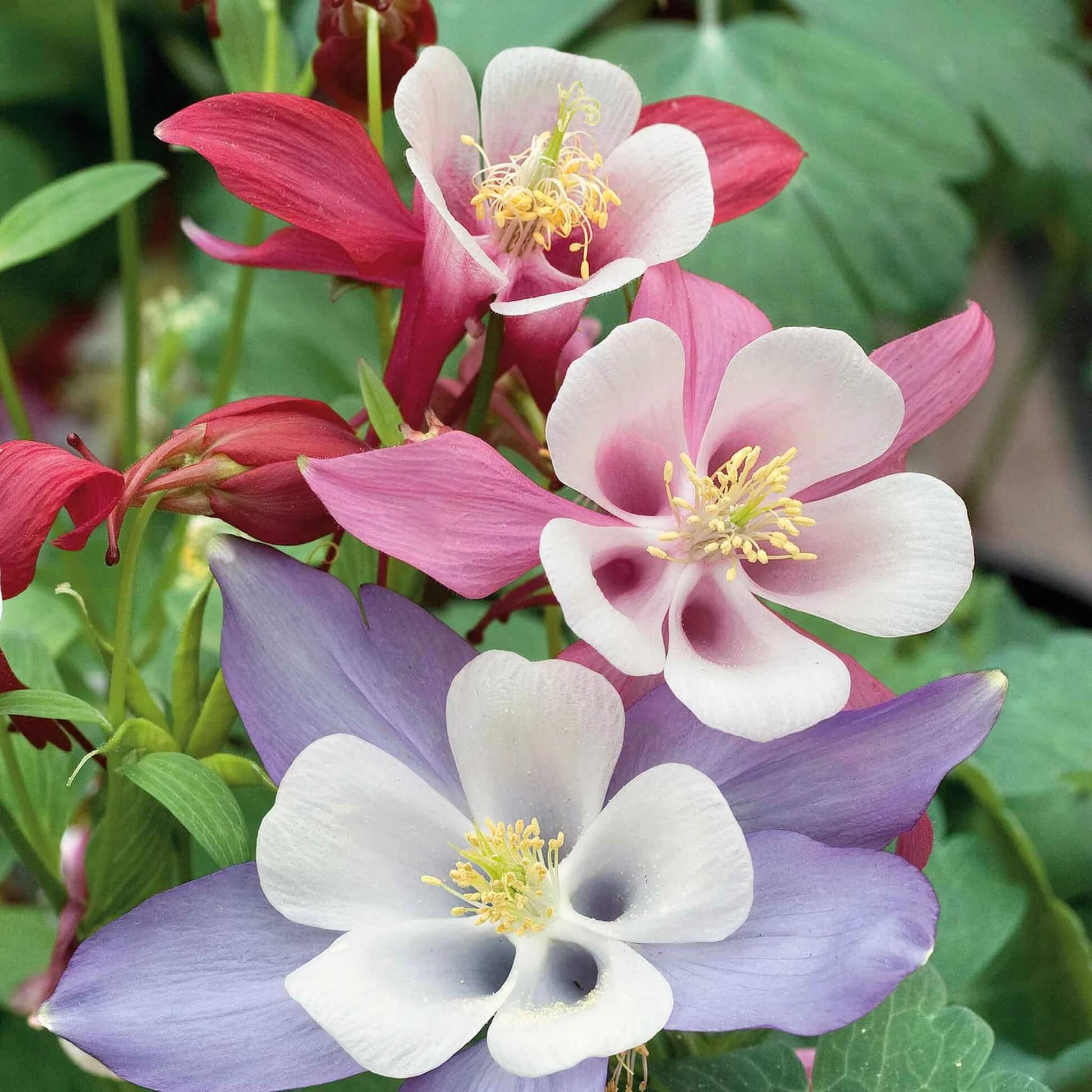 Crimson Star McKana’s Giant Columbine Seeds - Flower Plant
