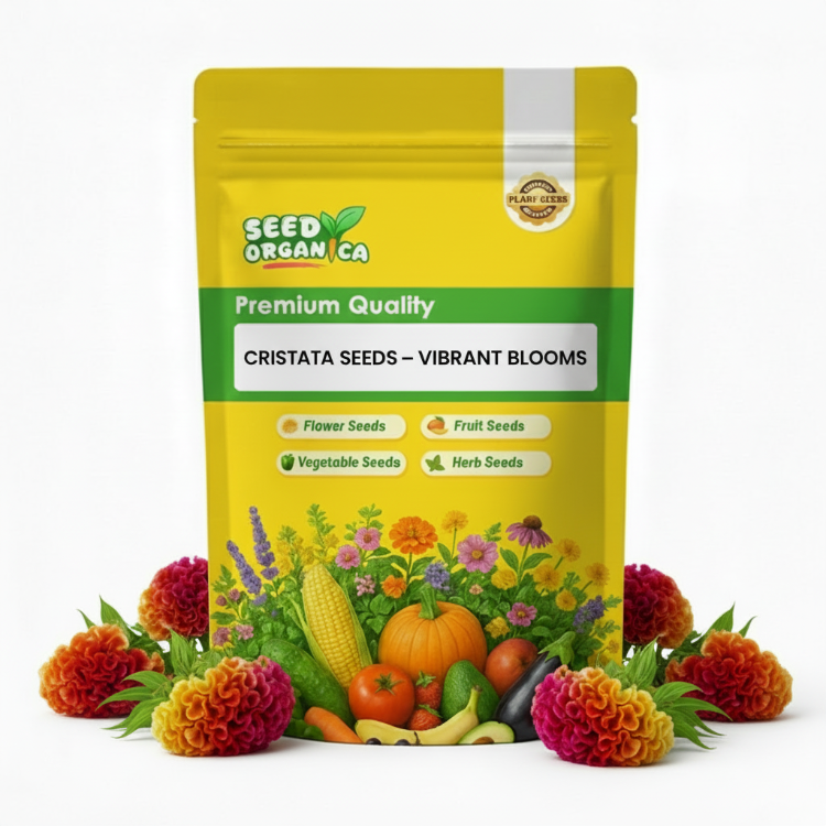 Cristata Seeds – Vibrant Blooms