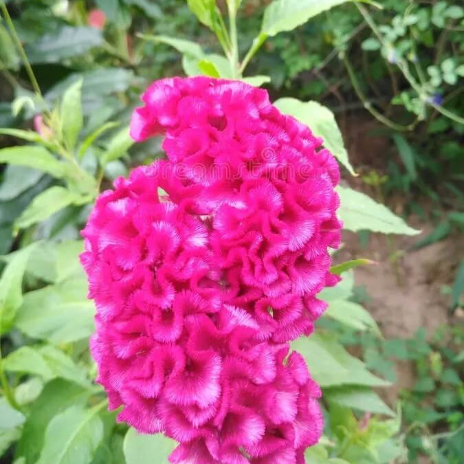 Cristata Seeds – Vibrant Blooms