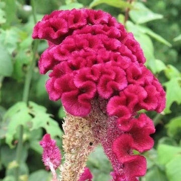 Cristata Seeds – Vibrant Blooms