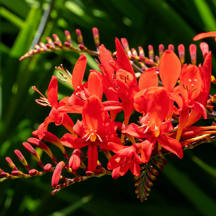 Crocosmia Seeds – Lucifer
