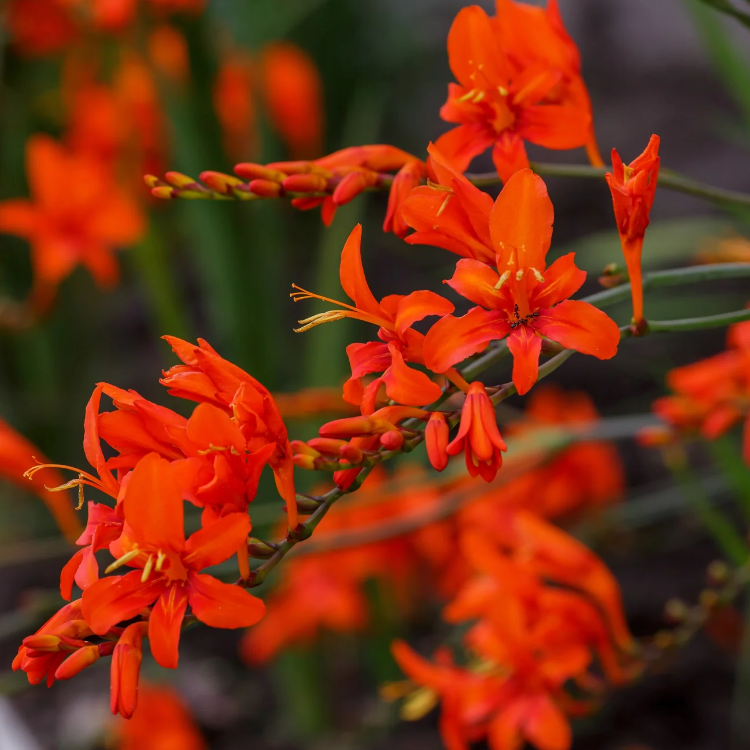 Crocosmia Seeds – Lucifer
