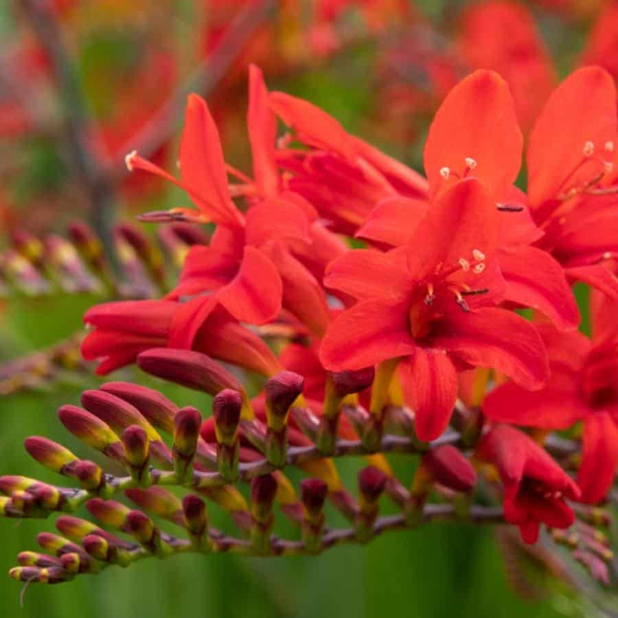 Crocosmia Seeds – Lucifer
