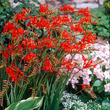 Crocosmia Seeds – Wildflower Heirloom Mix
