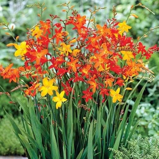 Crocosmia Seeds – Wildflower Heirloom Mix
