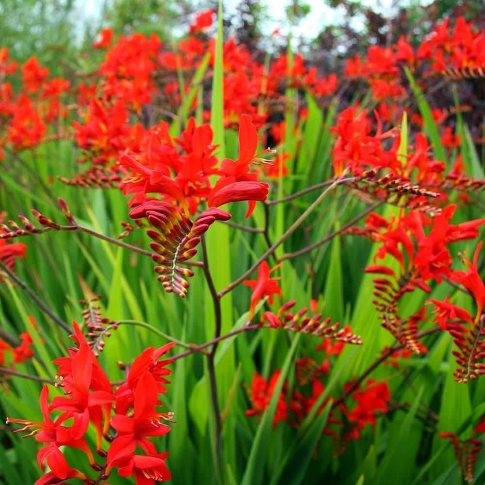 Crocosmia Seeds – Wildflower Heirloom Mix
