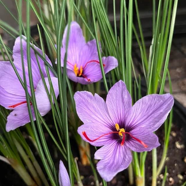 Crocus Sativus Seeds