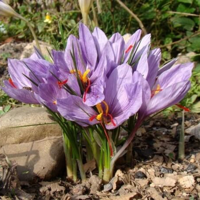 Crocus Sativus Seeds