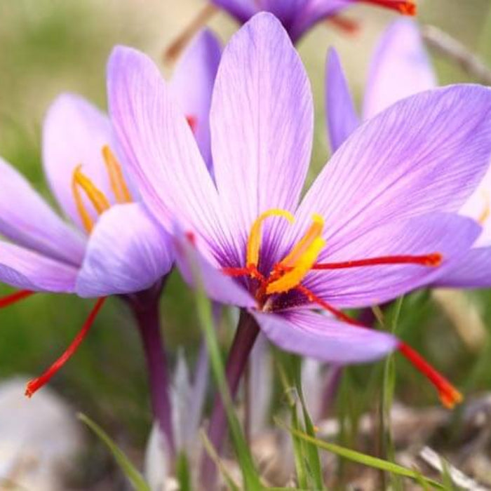 Crocus Sativus Seeds
