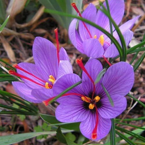  Crocus Sativus Seeds - Flower Plant
