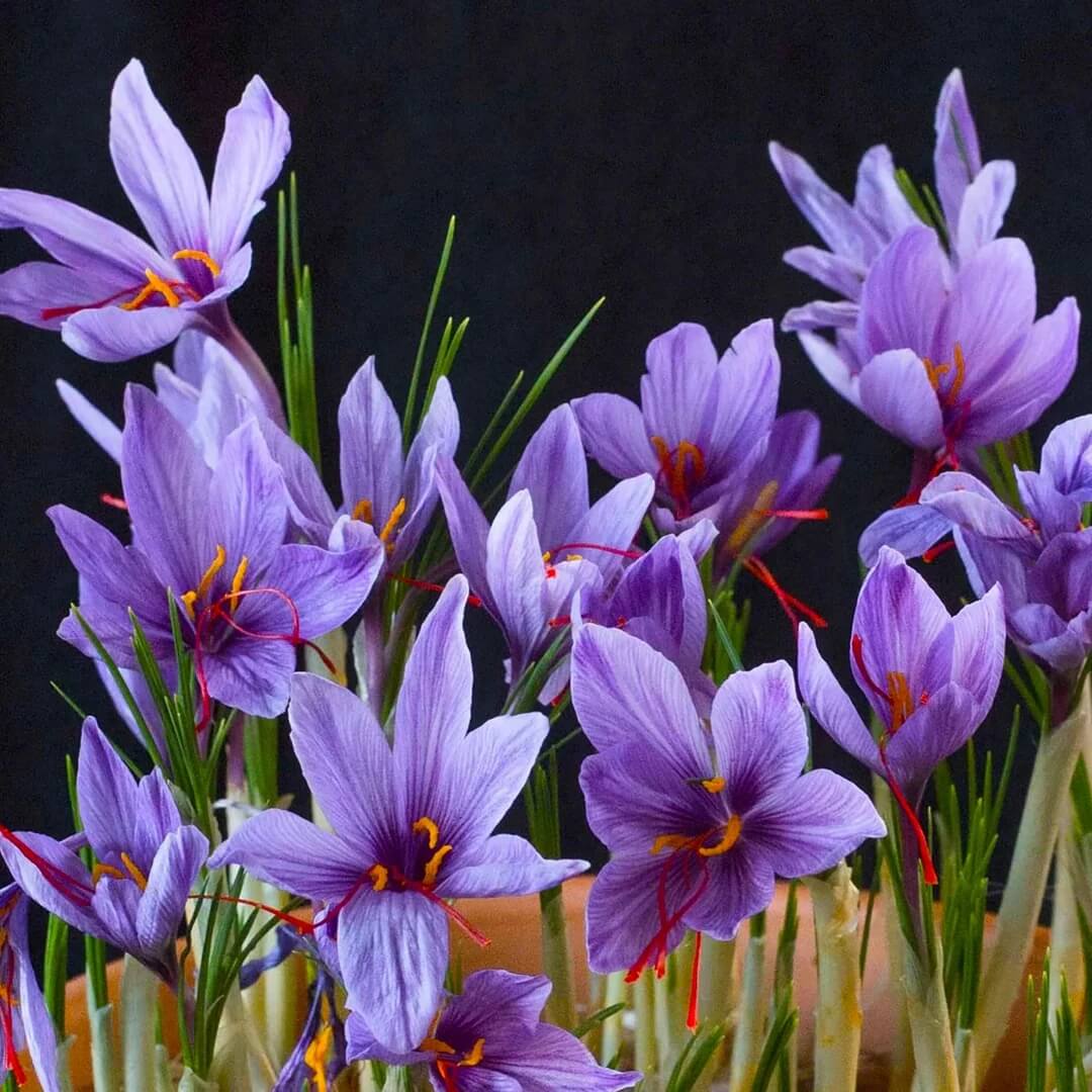  Crocus Sativus Seeds - Flower Plant